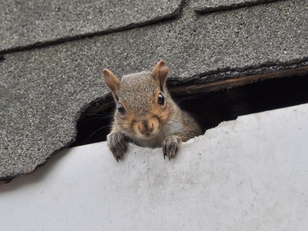Pittsburgh Wildlife Removal