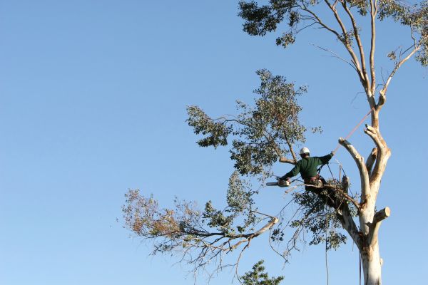 Pittsburgh Tree Trimming