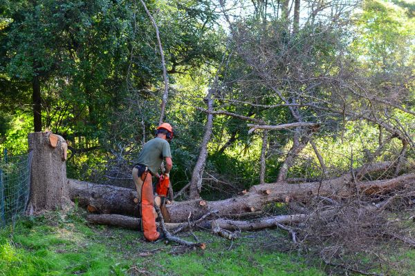 Pittsburgh Tree Removal